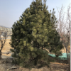園林基地直銷白皮松 綠化用樹景觀造型美觀白皮松規(guī)格全價格優(yōu)惠