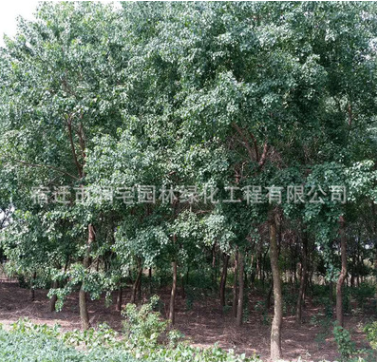 道路綠化苗木紅葉烏桕樹苗批發(fā)烏桕樹苗風景樹 根系發(fā)達