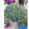 大型盆景楊梅紅杜鵑花， 年宵高檔優(yōu)質(zhì)花卉，楊梅紅，90-1米冠幅