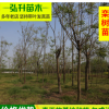 批發(fā)庭院觀賞花卉樹苗 會發(fā)光的欒樹苗 規(guī)格齊全
