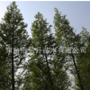 水杉 水杉樹水杉樹苗 落葉水杉供應各種工程苗木產(chǎn)地直銷量大從優(yōu)
