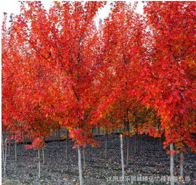 直銷美國 紅楓 行道樹 綠化苗木 秋火焰 紅楓批發(fā) 庭院植物
