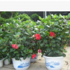 供應扶桑（朱槿）紅黃花重瓣，葉亮光新品種