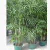 供應夏威夷草坪