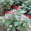 盆栽菊花 千頭菊盆栽 室內庭院花卉綠植 當年開花