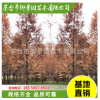 水杉批發(fā) 綠化苗木 行道樹水杉苗 基地直銷 風景美化工程