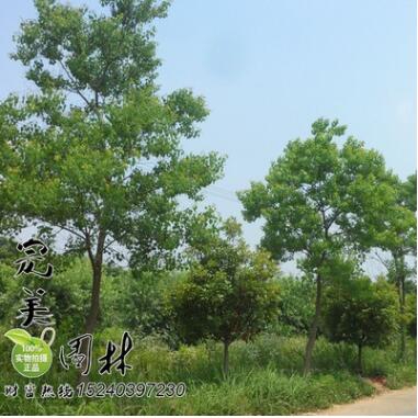 供應園林綠化行道樹烏桕 規(guī)格齊全 價廉物美