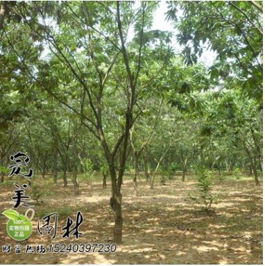 供應(yīng)園林綠化板栗樹