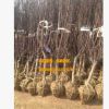 基地直銷綠化工程苗木 大小規格榆葉梅3-4公分 榆葉梅苗