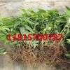 綠化苗 庭院花卉 臘梅叢生苗 小區(qū)綠化 冬天開花 工程苗 道路綠化
