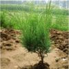 綠化苗木批發 綠化小苗 地柏 園藝花卉 庭院綠化苗木 鋪地柏觀葉