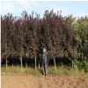 基地批發優質紫葉李樹苗 園林綠化苗木行道風景樹紫葉李小苗