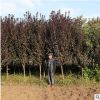 基地批發優質紫葉李樹苗 園林綠化苗木行道風景樹紫葉李小苗