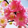 基地批發庭院街道綠化工程梅花苗 紅梅樹苗 大苗榆葉梅花嫁接