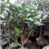 批發茶花樹小苗茶花盆栽四季常青盆栽山茶花苗綠化小苗量大優惠