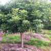 楊梅苗4-5公分東魁黑炭烏梅荸薺浙江慈溪嫁接掛果苗木果樹批發楊梅苗6-7公分東魁黑炭荸薺烏梅浙江慈溪產地嫁接果樹苗木批發