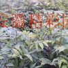 青錢(qián)柳苗木