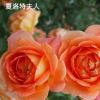 陽臺庭院藤本攀爬花卉植物歐洲月季 爬藤夏洛特夫人