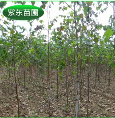 長期供應(yīng) 優(yōu)質(zhì)白樺樹 工程綠化叢生白樺