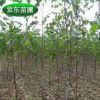 長期供應(yīng) 優(yōu)質(zhì)白樺樹 工程綠化叢生白樺