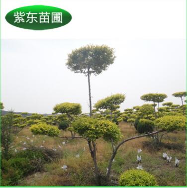 專(zhuān)業(yè)推薦 造型金葉榆 金葉榆專(zhuān)用樹(shù)種