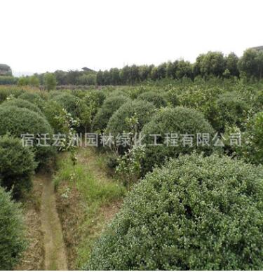 優質龜甲冬青苗批發市政園林綠化苗木龜甲冬青球高速工程苗