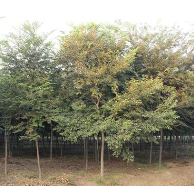 紅櫸樹苗批發 工程綠化苗木 凈化空氣