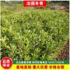 全基地直銷法國冬青苗批發工程綠化冬青樹苗庭院圍墻做綠籬