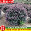 紅花繼木球 冠幅50-200公分紅桎木球價格 紅繼木