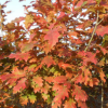 批發(fā)供應(yīng)沼生櫟種子 沼生紅櫟種子 發(fā)芽率高 生長(zhǎng)快 量大從優(yōu)