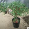 精品觀賞牡丹 一個分枝一個品種 花色品種全保成活可補栽基地直銷