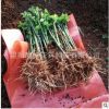 薔薇小苗 無(wú)刺薔薇 庭院圍欄美化 爬墻疼本類(lèi)