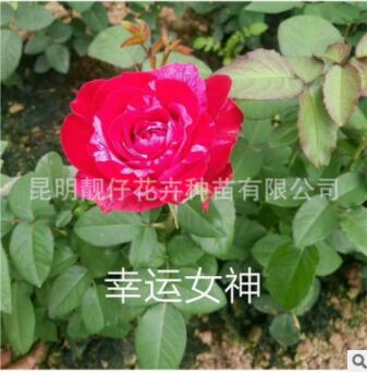 花苗批發月季玫瑰繡球康乃馨 紅色花苗 化工程用苗