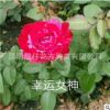 花苗批發(fā)月季玫瑰繡球康乃馨 紅色花苗 化工程用苗