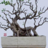 供應樹樁盆景、山水盆景等樹木盆景造型--綠化苗木!