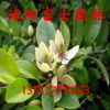 盆栽觀花植物 綠植花卉 高檔室內(nèi)花卉盆景 含笑花苗 大小苗齊全