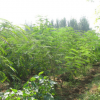 合歡樹苗批發 規格齊全