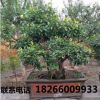 石榴樹(shù)盆景果樹(shù)大型花卉盆景下山樁 室內(nèi)大中型石榴盆景樹(shù)樁
