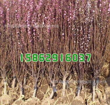 化苗木批發(fā) 榆葉梅 榆葉梅苗 庭院觀花植物 規(guī)格齊全