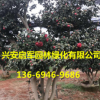 大量供應綠化灌叢苗木茶梅球 茶梅球樹苗 規格齊全 價格量大優惠