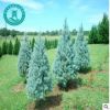 藍冰柏 藍冰柏大樹 藍冰柏盆景 柏樹小苗 藍色花柏小苗綠化苗