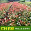 紅葉石楠球 基地直銷 庭院綠籬綠化工程樹木各種規格紅葉石楠批發
