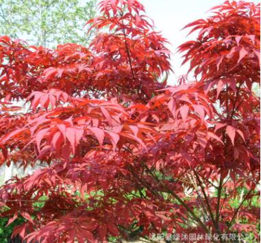 基地供應(yīng)園林綠化樹 中國紅楓 廣西紅楓 紅楓觀賞
