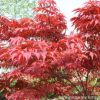 基地供應(yīng)園林綠化樹 中國紅楓 廣西紅楓 紅楓觀賞