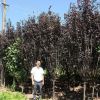 基地批發(fā)紫葉李 工程綠化苗木 紅葉李 紫葉稠李