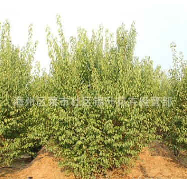 紅梅樹(shù)苗批發(fā)園林精品盆栽工程綠化苗木紅梅花苗耐寒紅梅小苗