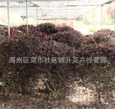 批發紅花檵木球工程綠化苗木行道點綴風景美化量大從優紅花繼木球