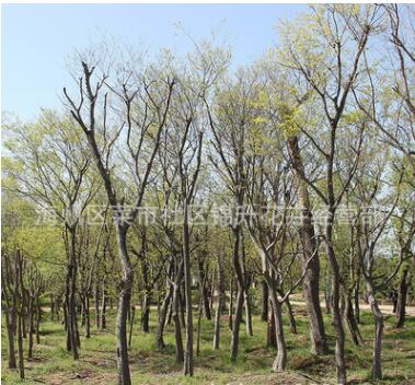 叢生樸樹苗批發(fā)園林景觀工程綠化苗木造型樸樹樹苗 樸樹造型樹