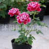 新品日本月季苗 瑪麗玫瑰盆栽 經(jīng)典品種 富貴牡丹氣質(zhì)