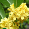 精品25公分桂花樹 批發(fā)常綠喬木供應(yīng)各種規(guī)格綠化苗木工程苗木